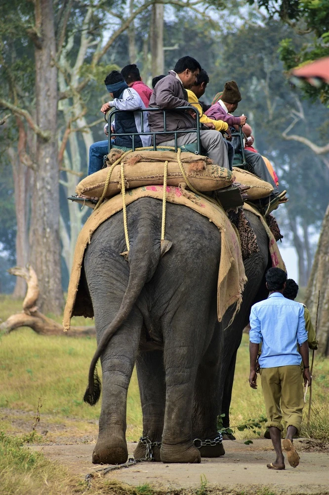 Halbtages-Elefanten-Ausflug