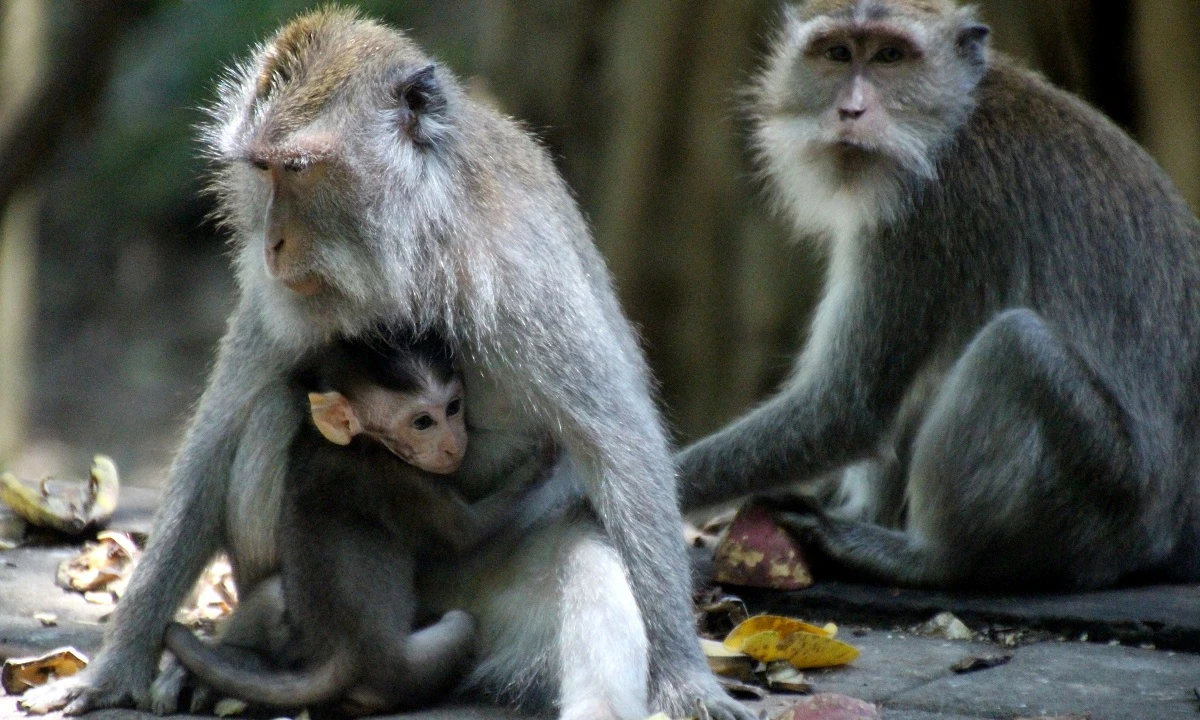 Indonesien entdecken - eine klassische Rundreise über Java und Bali